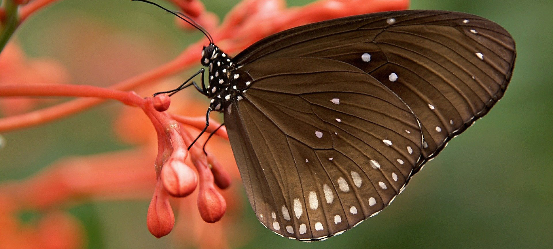 schmetterling